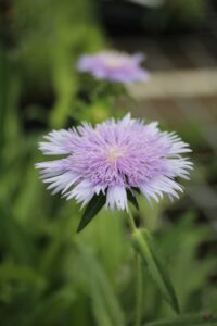 Stokesia 'Mel's Blue' (Emerald Coast Growers)