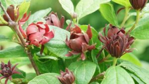 Check Out the Latest Green Thumb Award Winners