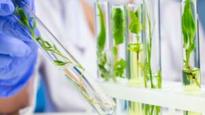 Testing for Hop Latent Viroid, Other Cannabis Diseases Now Available