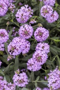 Verbena 'Cake Pops Purple' (Proven Winners)