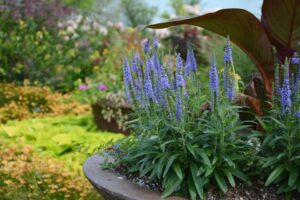 Veronica 'Moody Blues Sky Blue' (Darwin Perennials)