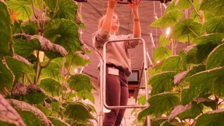 Wageningen Light wavelengths Research