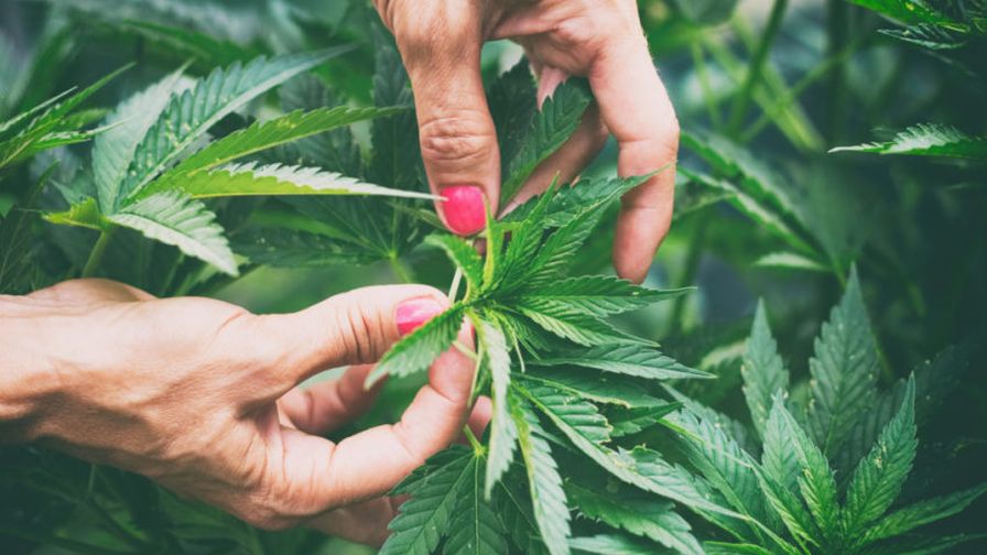 High Quality hemp supply chain