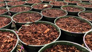 What a Top 100 Greenhouse Grower Can Teach You About Switching to Wood Fiber Media