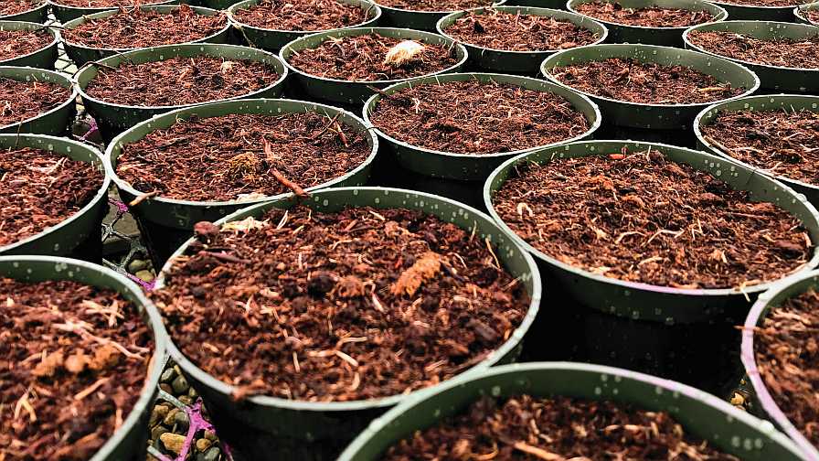 Pots of wood fiber substrate
