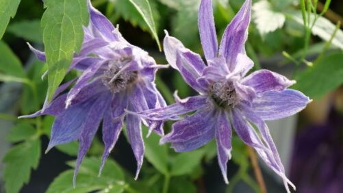 Ways You Can Make This Spring a Very Peri One at Your Greenhouse