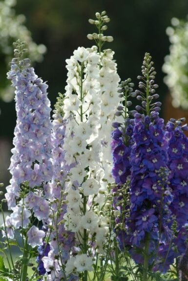 Delphinium 'Guardian Blue' (PanAmerican Seed)