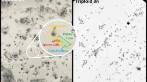 Why a New Seedless Triploid Cannabis Might Be a Gamechanger