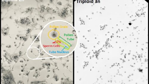 Why a New Seedless Triploid Cannabis Might Be a Gamechanger