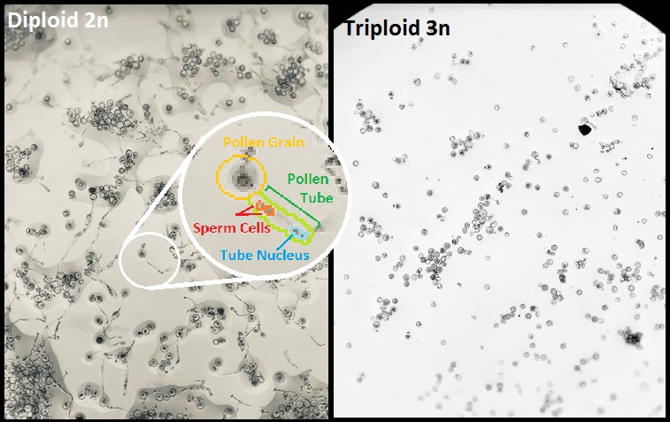 Diploid_Triploid comparison in Cannabis