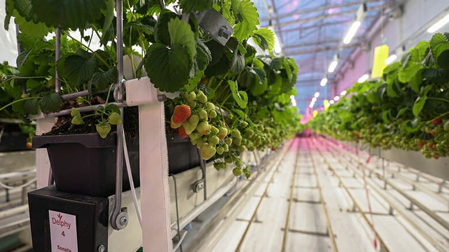 Fluence Delphy Strawberry Research