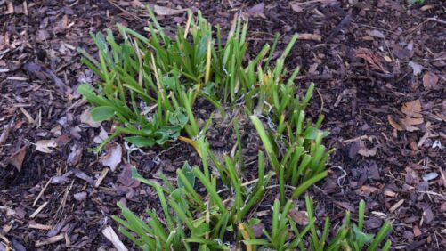 Plant Buyers are Looking This Spring; What Are we Recommending?