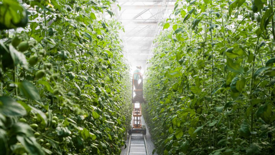 Kentucky Fresh Harvest Tech