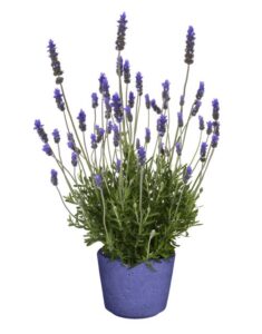 Lavandula dentata 'La Diva Imperial Early' (Dümmen Orange)