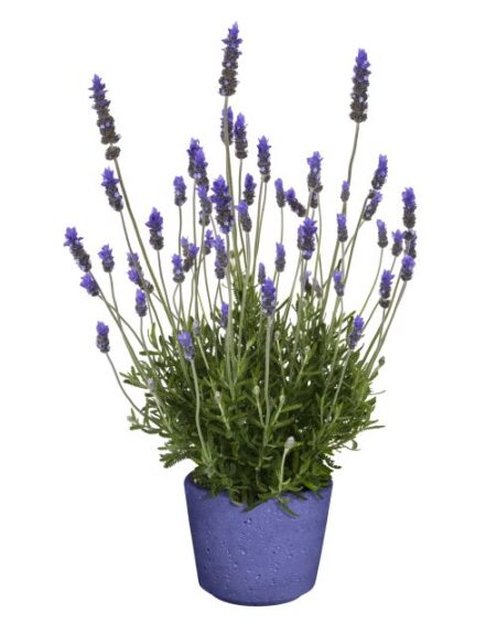 Lavandula dentata 'La Diva Imperial Early' (Dümmen Orange)