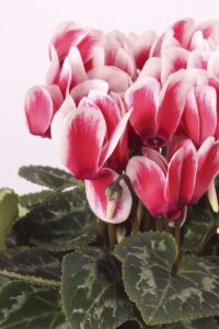 Merita Shine Red (Syngenta Flowers)