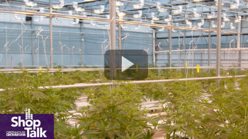 How Growers Can Choose the Right Cannabis Lighting for Their Facilities