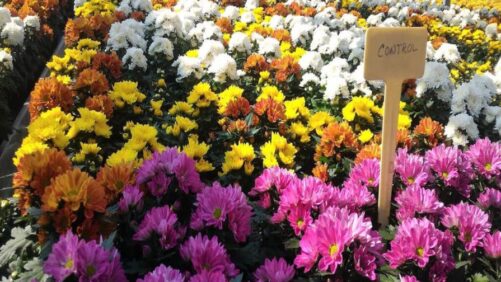 Ways to Optimize Nutrient Delivery in Garden Mums