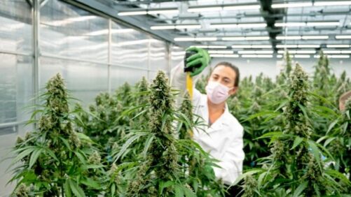 From Seed to Bud and Back Again: The Evolution of Cannabis Seed Desire