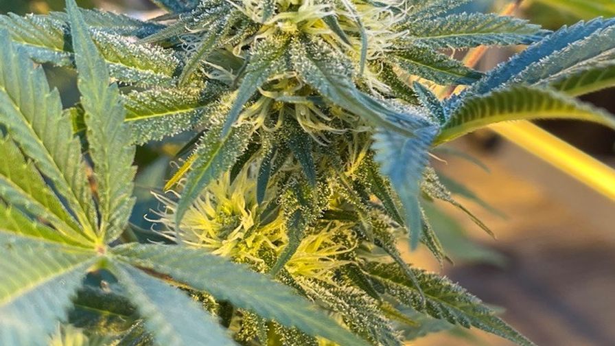 Ryan Douglas Cannabis Photo Web