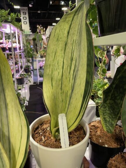 Sansaveria m. 'Whale Fin' Variegated (Aroid Greenhouses)