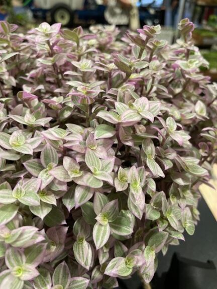 Tradescantia minima ‘Pink Panther’ (Holt Nurseries)
