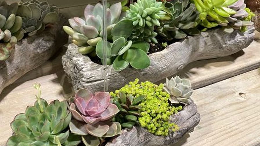 Tropical Plants International Expo Celebrates People and Plants
