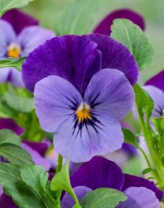 Viola 'Corina Violet Flare' (Hem Genetics)