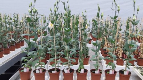 Using Biorationals for Management of Soilborne Diseases