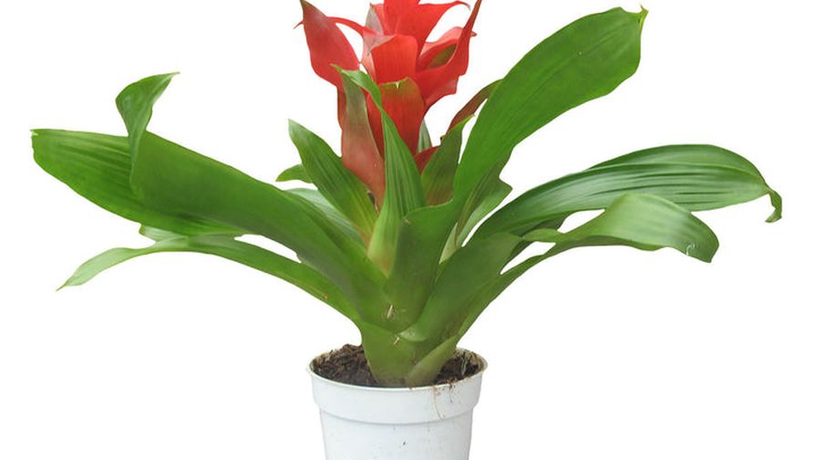Westerlay Bromeliads