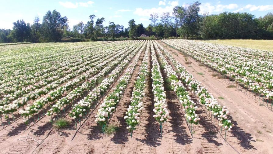 Willowbend Nursery