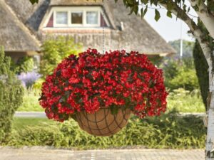 Begonia Hula Series (PanAmerican Seed)