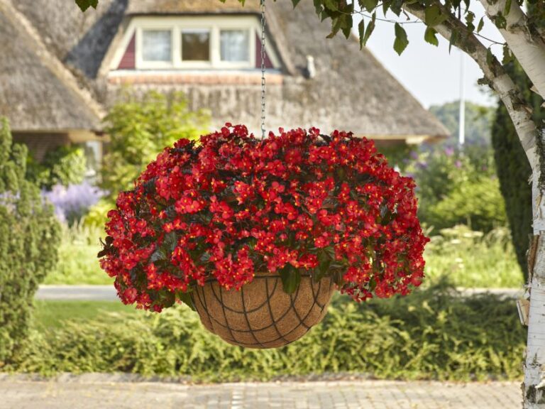 Begonia Hula Series (PanAmerican Seed)