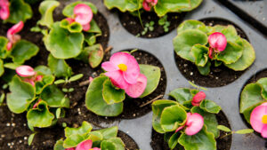 Investing in Active Ingredients: The Smart Choice
