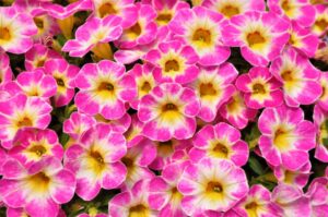 Calibrachoa 'Cruze Control Pink Flair' (Green Fuse Botanicals)
