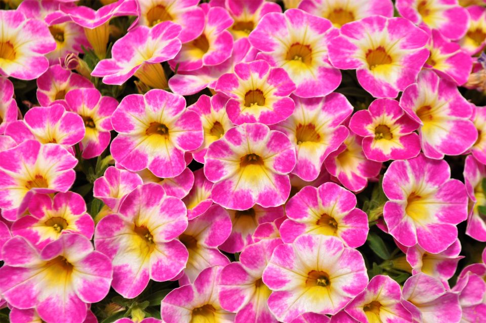 Calibrachoa Cruze Control Pink Flair (Green Fuse Botanicals)
