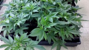 Cannabis at Farmers’ Markets? It Could Happen in California