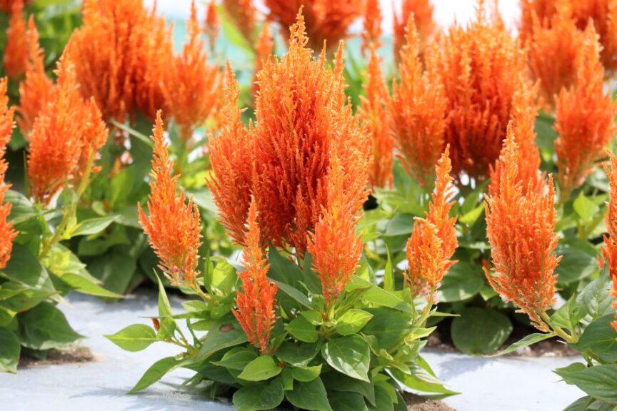 Celosia Flamma Series (Sakata Ornamentals)