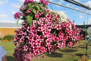 Costa Farms Season Premiere 2022 Funky Mix 1 hanging basket from Syngenta