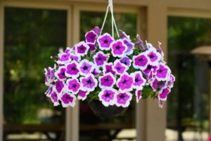 Petunia ‘RIMarkable’ (Danziger)