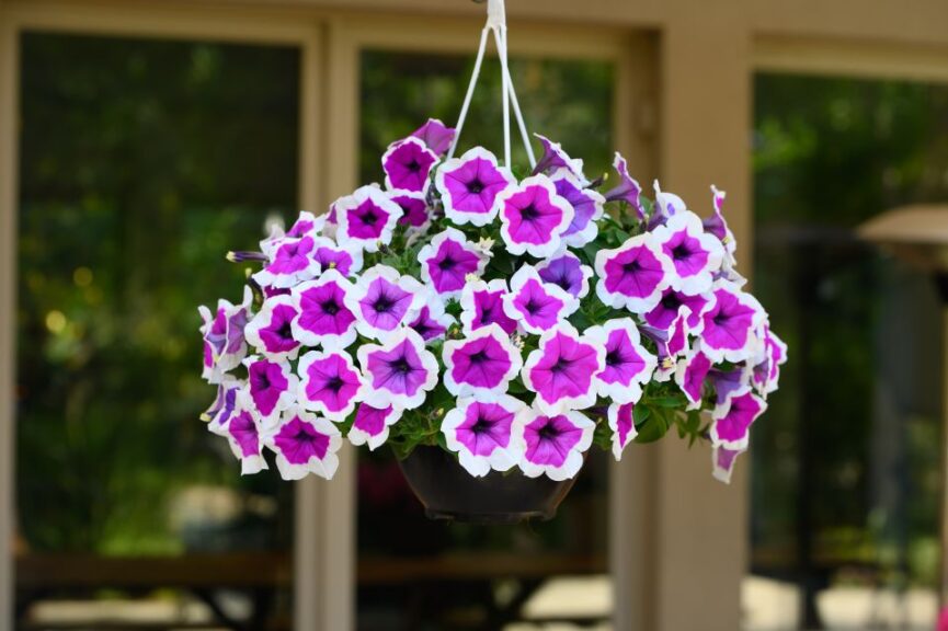Petunia ‘RIMarkable’ (Danziger)