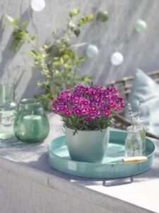 Dianthus Best Friends Forever Series (Westhoff)