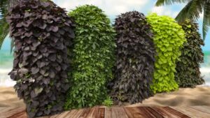 Edible Ornamental Sweet Potatoes