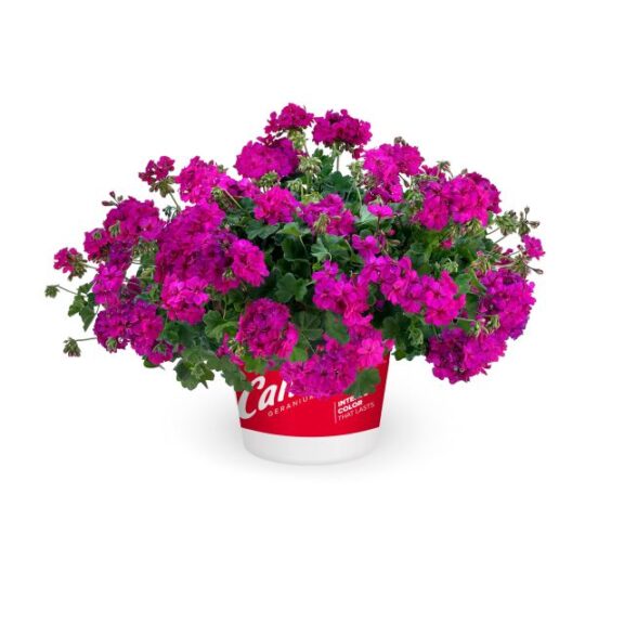 Geranium ‘Calliope Cascade Violet’ (Syngenta Flowers)
