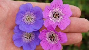 Geranium Rozanne (left) vs Kelly-Anne (right)