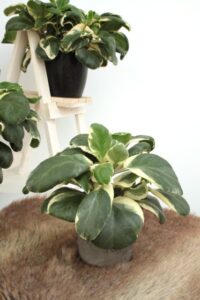 Kalanchoe 'Bongo 37' (Beekenkamp)