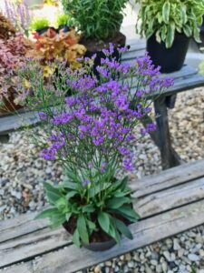 Limonium Dazzle Rocks