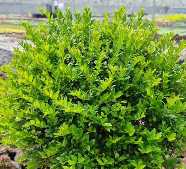 Lonicera ‘Garden Clouds’ (Plant Development Services International)