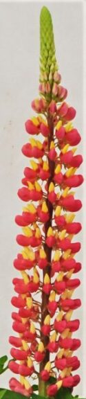 Lupinus 'Staircase Pink Grapefruit' (Green Fuse Botanicals)