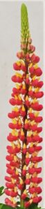 Lupinus 'Staircase Pink Grapefruit' (Green Fuse Botanicals)